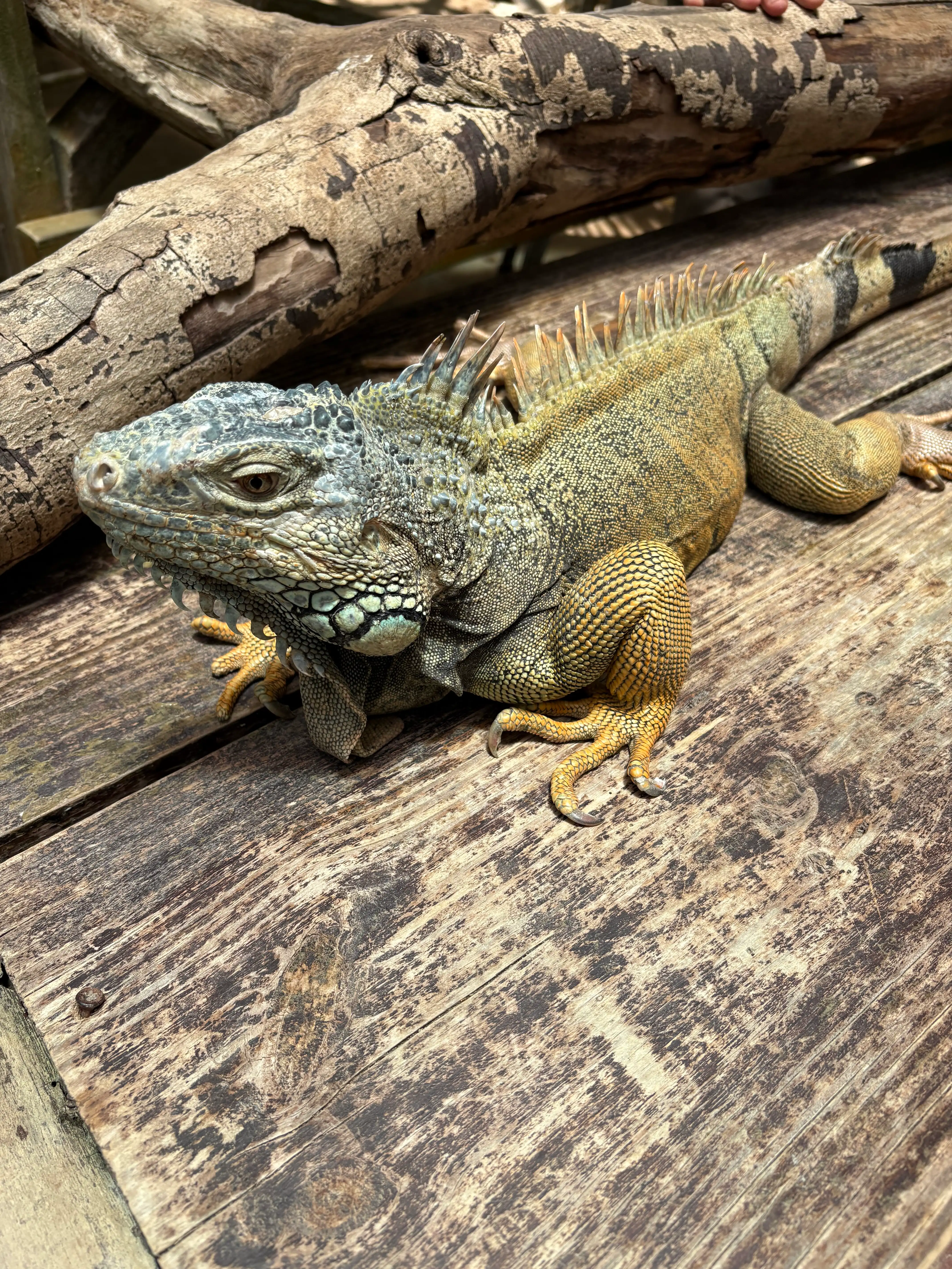 Iguana at the Iguana Center, San Ignacio