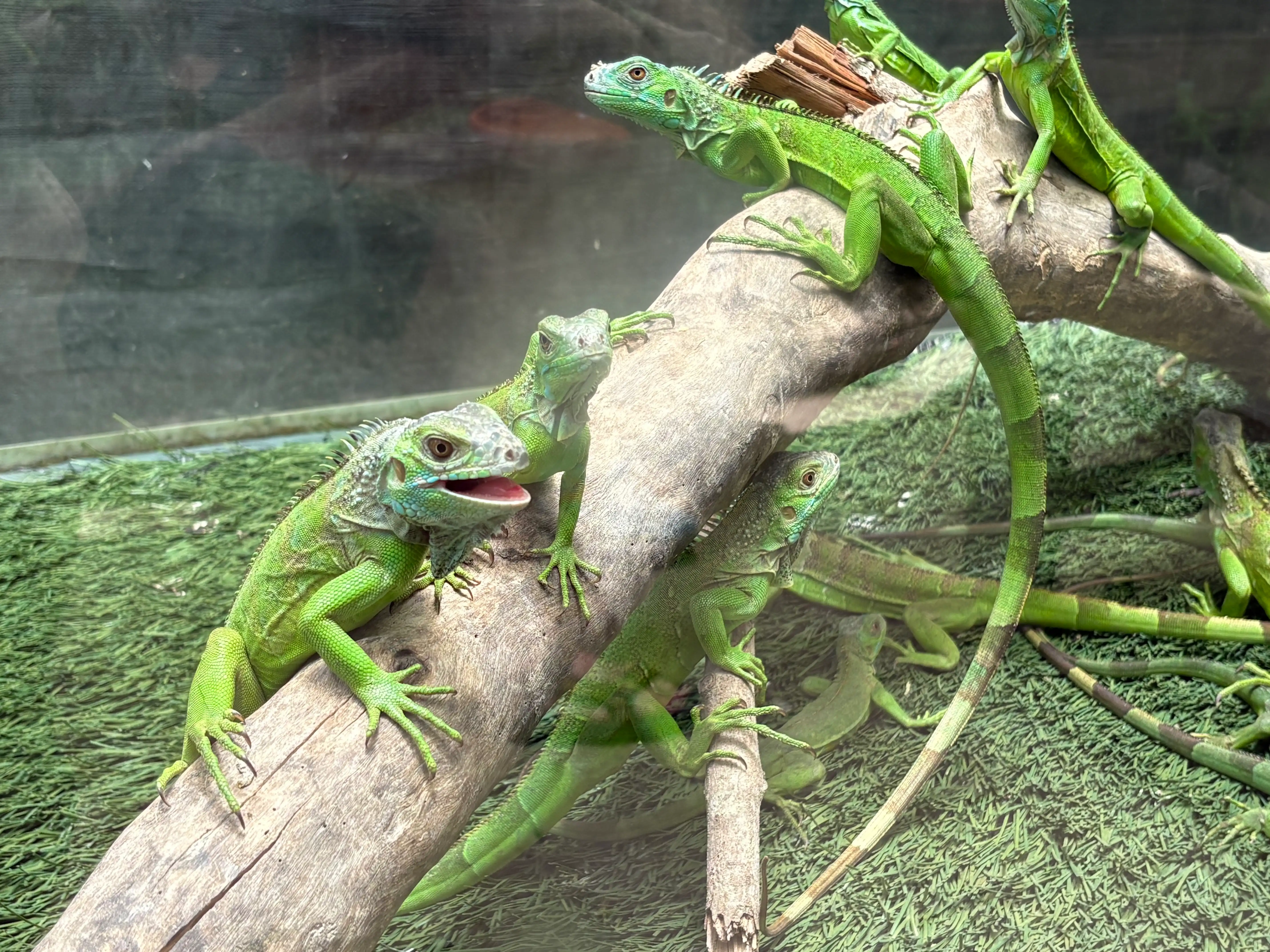 Iguana at the Iguana Center, San Ignacio