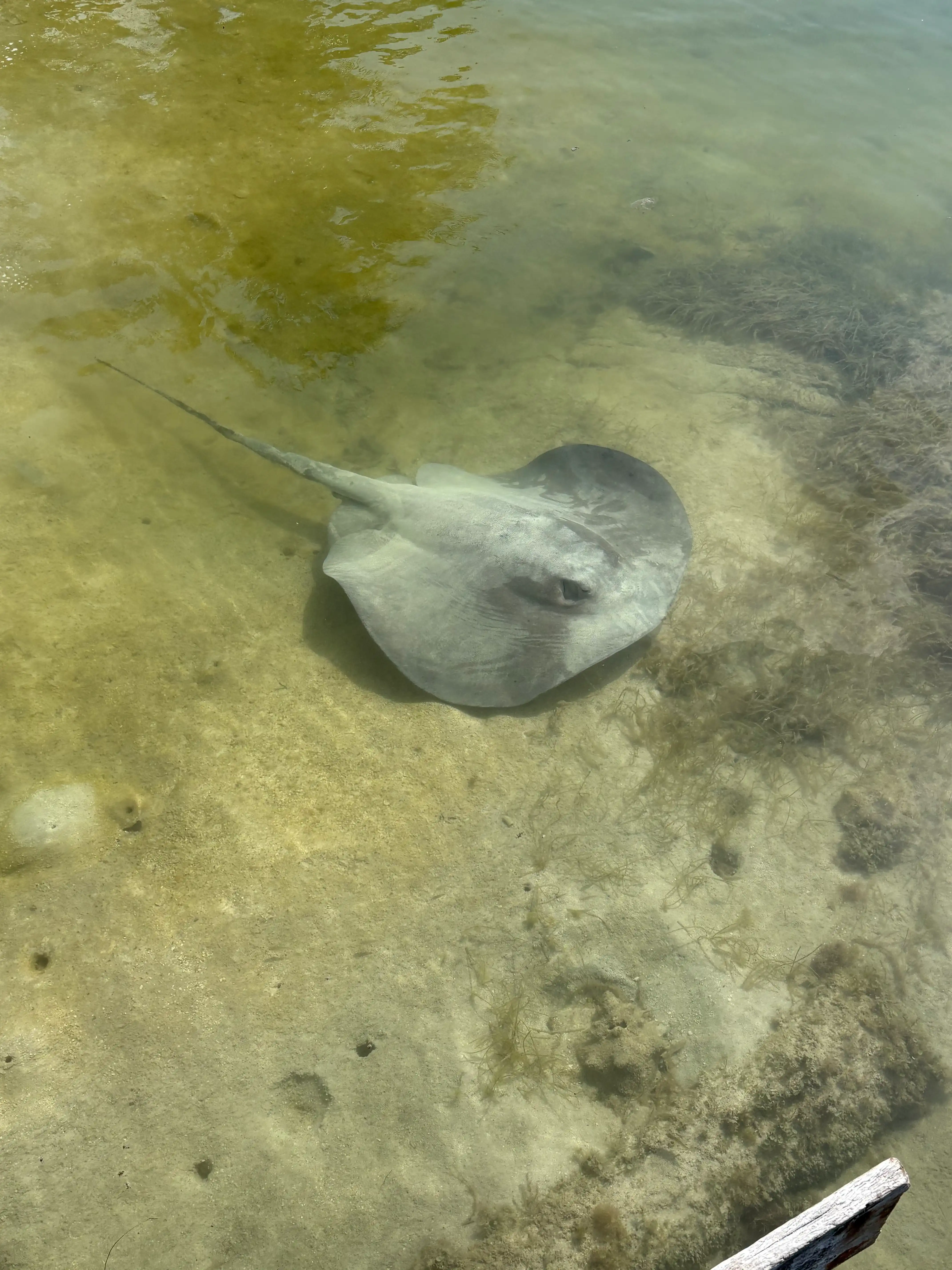 sting ray in shallow waters