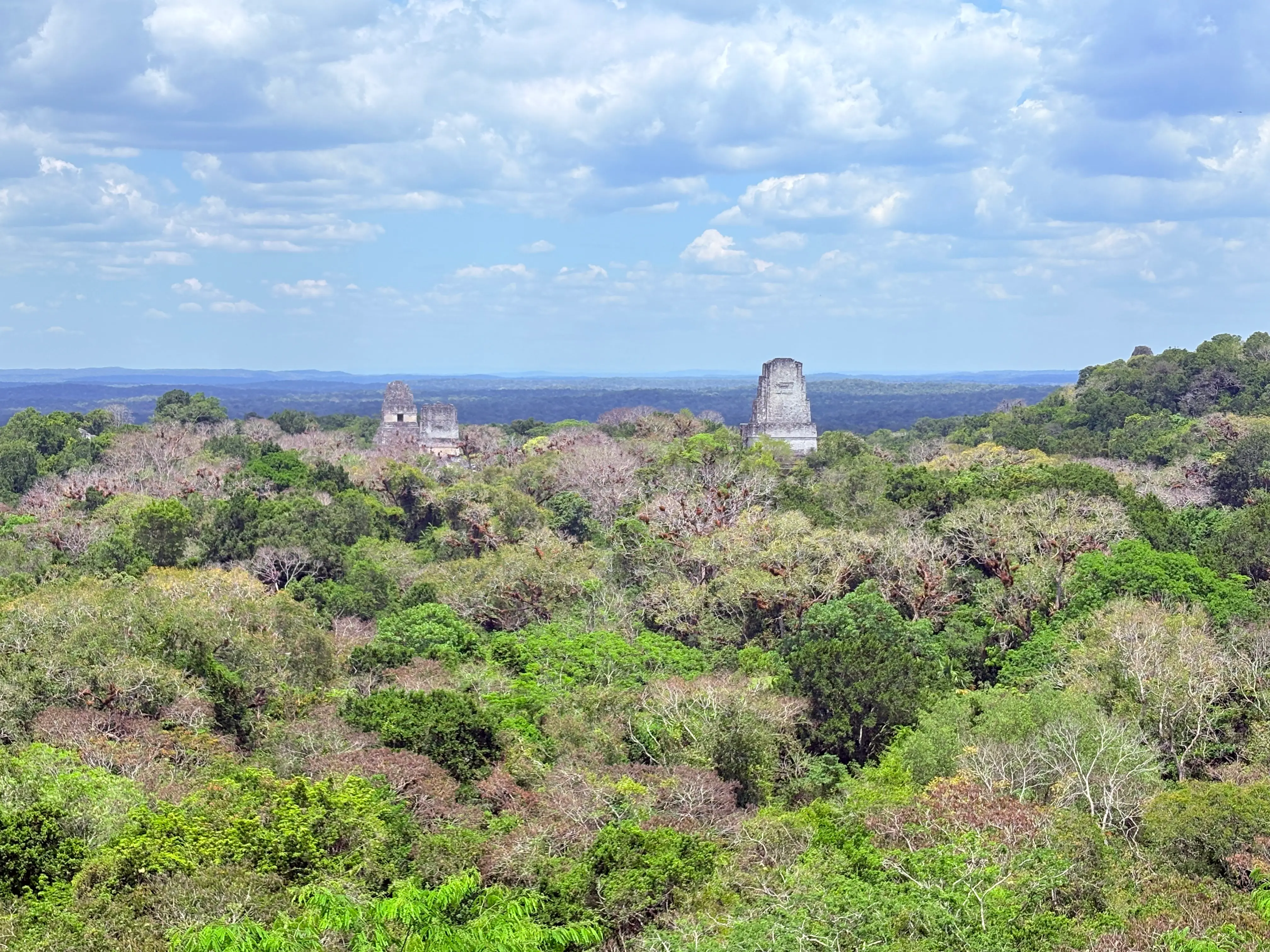 Jungle canopy view from Temple IV, Tikal